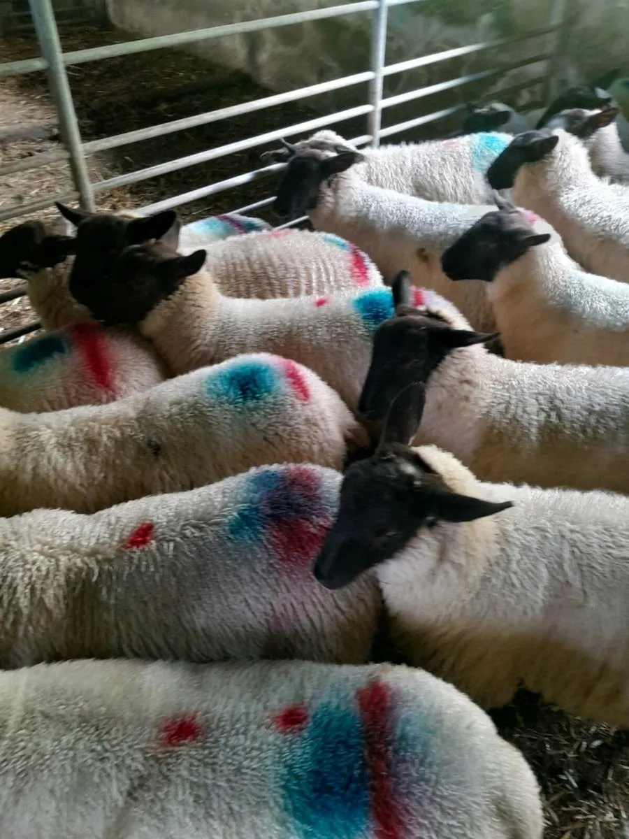 Sheep - Image 2