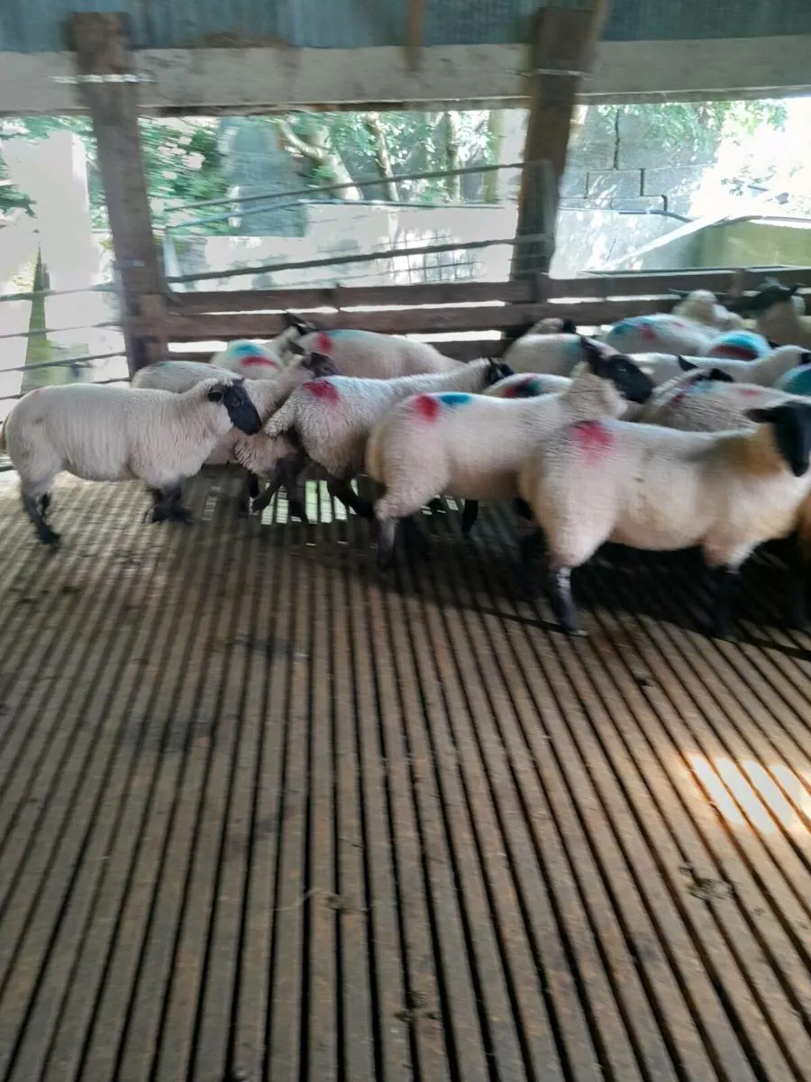 Sheep - Image 3