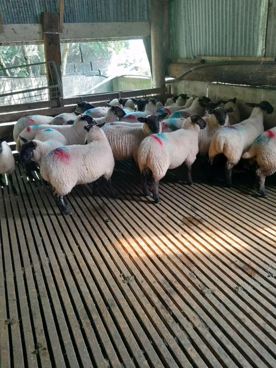 Sheep - Image 4