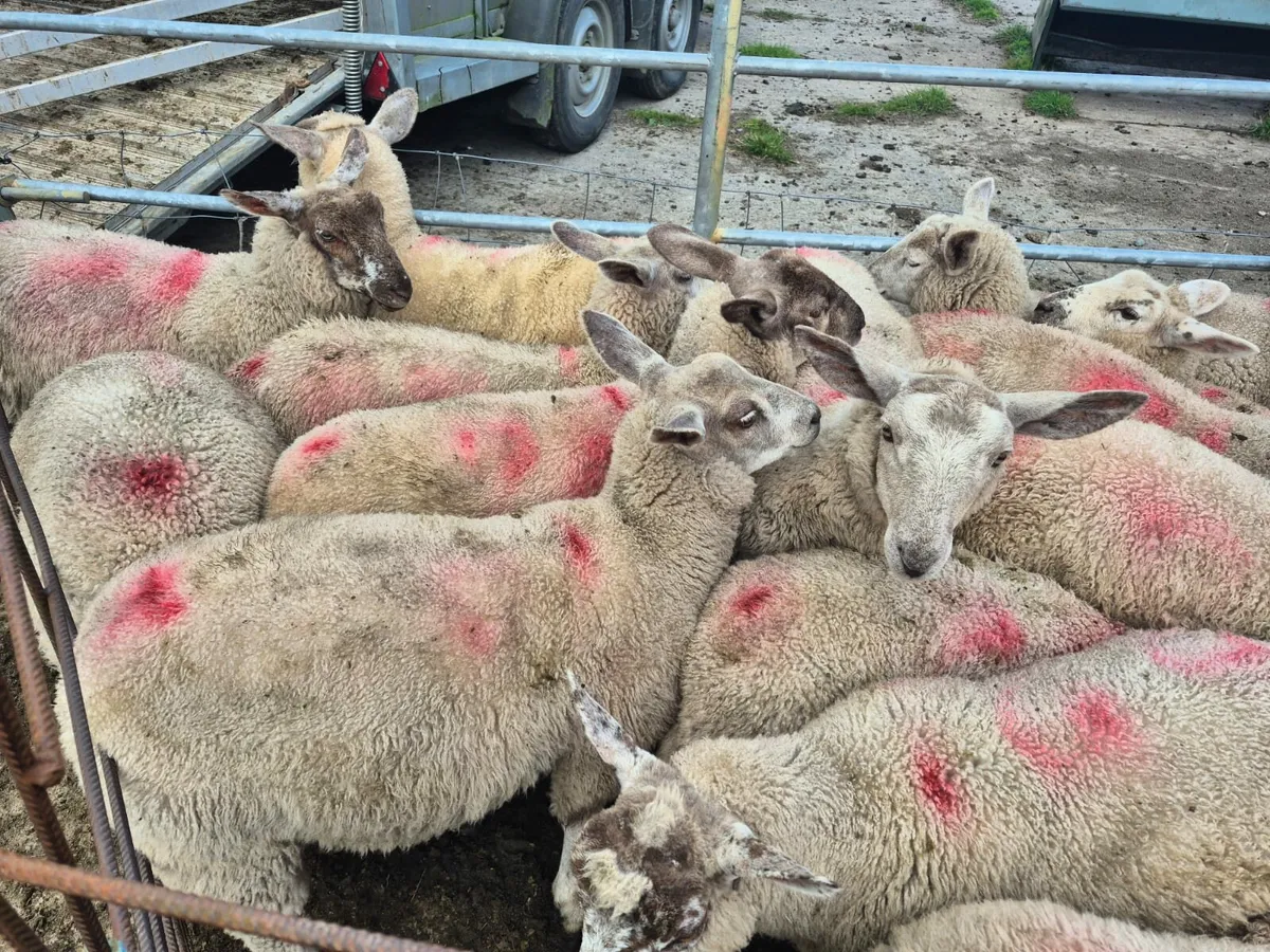 Store Lambs - Image 2