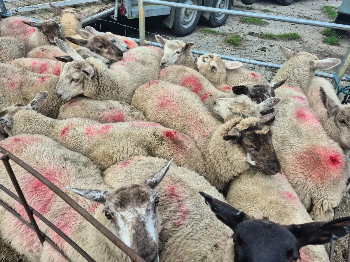 Store Lambs - Image 3