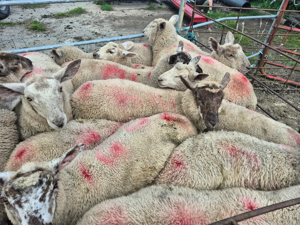 Store Lambs - Image 1