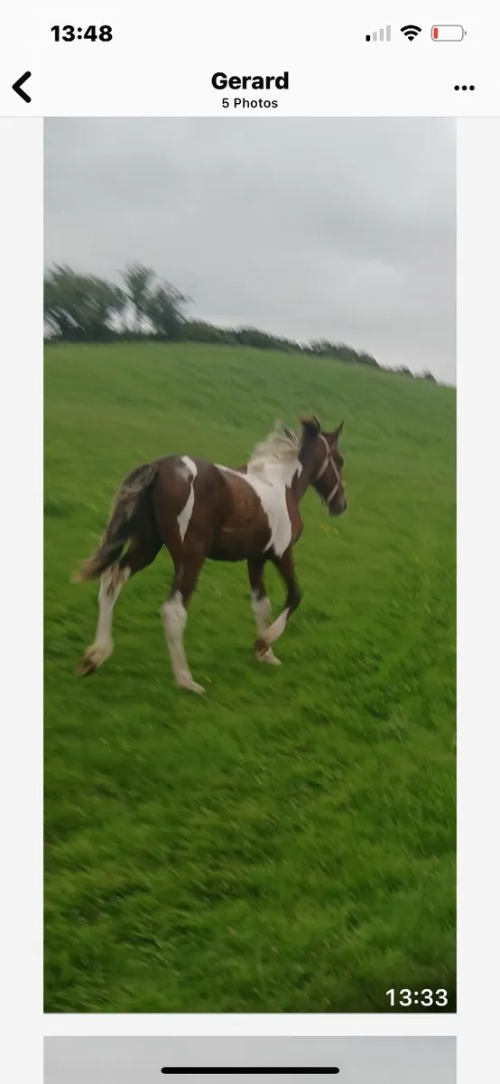 2 Colt Foals - Image 1