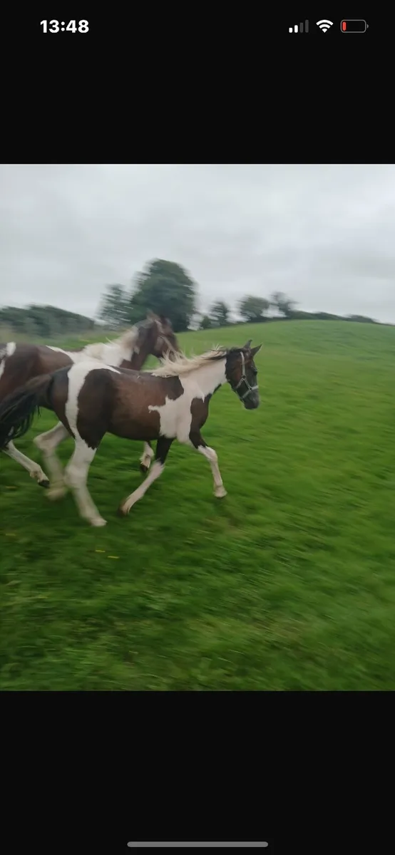 2 Colt Foals - Image 2
