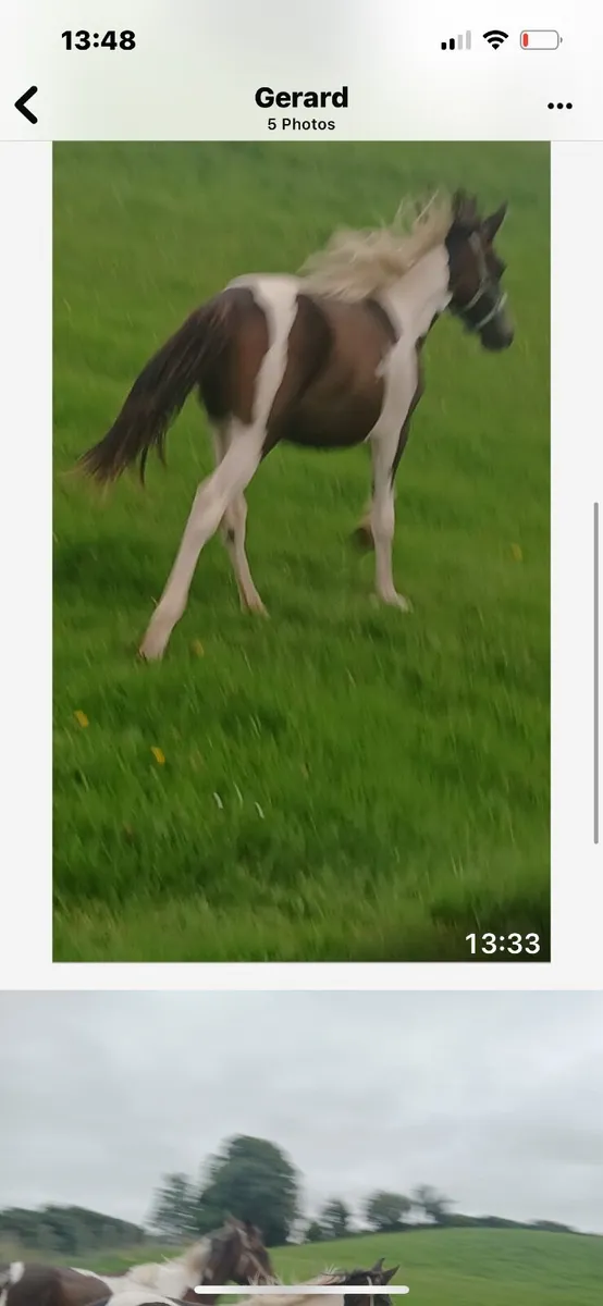 2 Colt Foals - Image 3