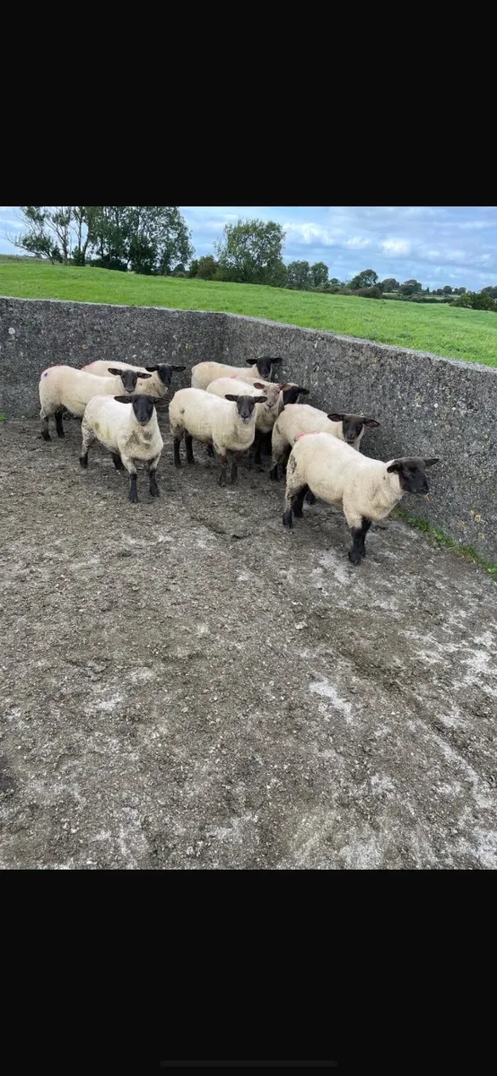 Suffolk ewe lambs