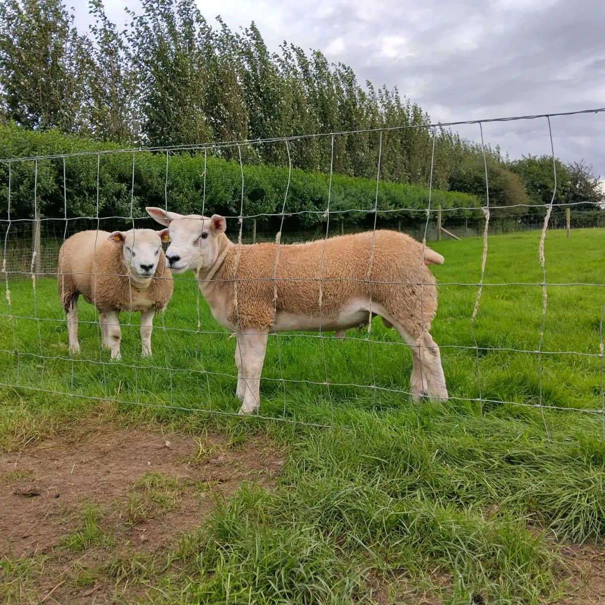 PBR SIS TEXEL RAM LAMBS - Image 2