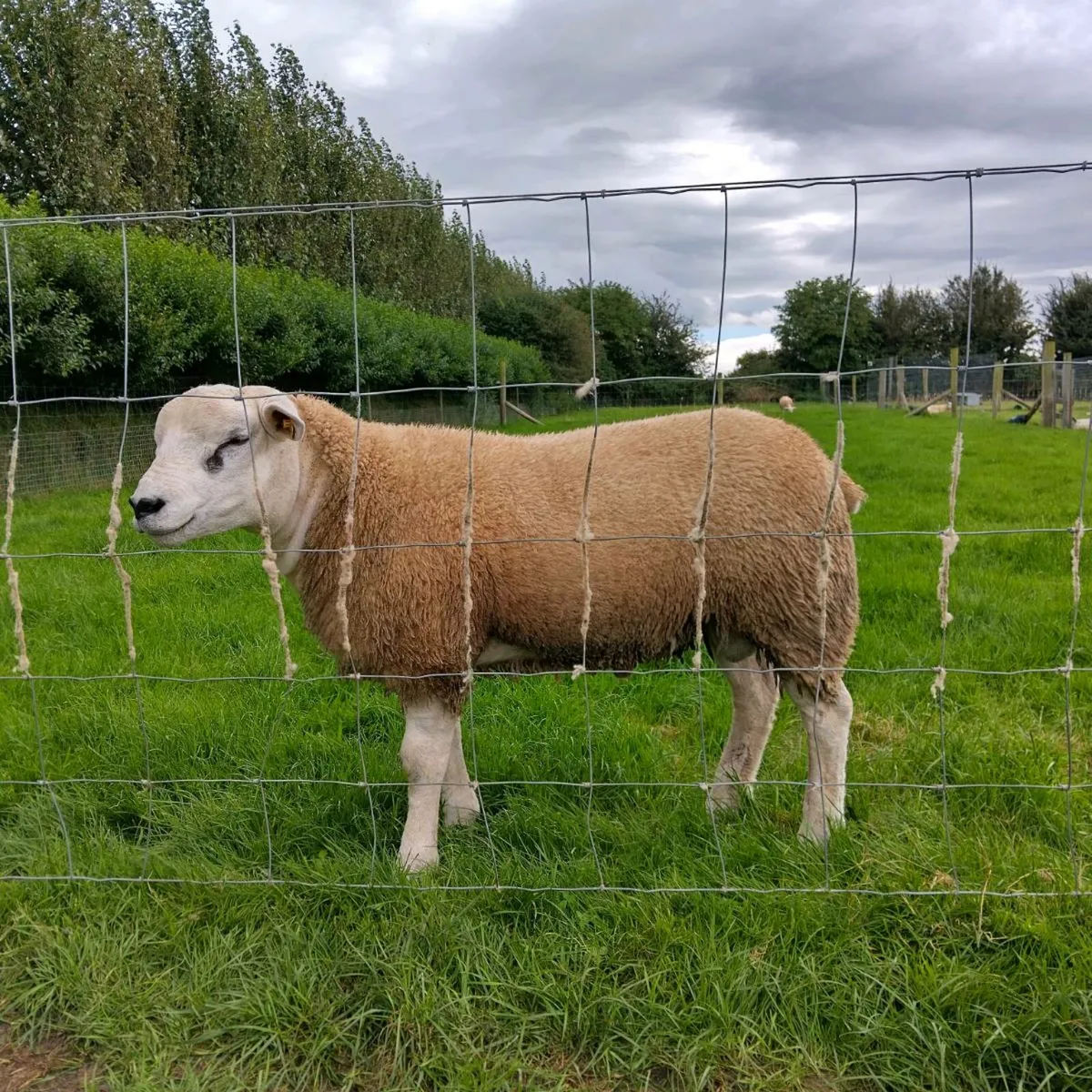 PBR SIS TEXEL RAM LAMBS - Image 3