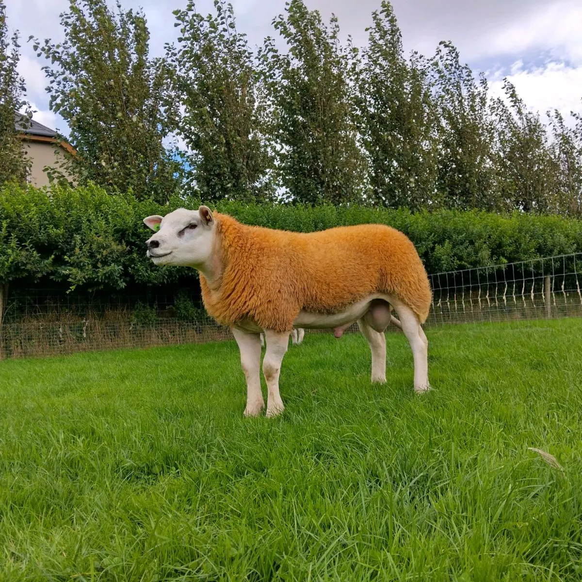 PBR SIS TEXEL RAM LAMBS - Image 1