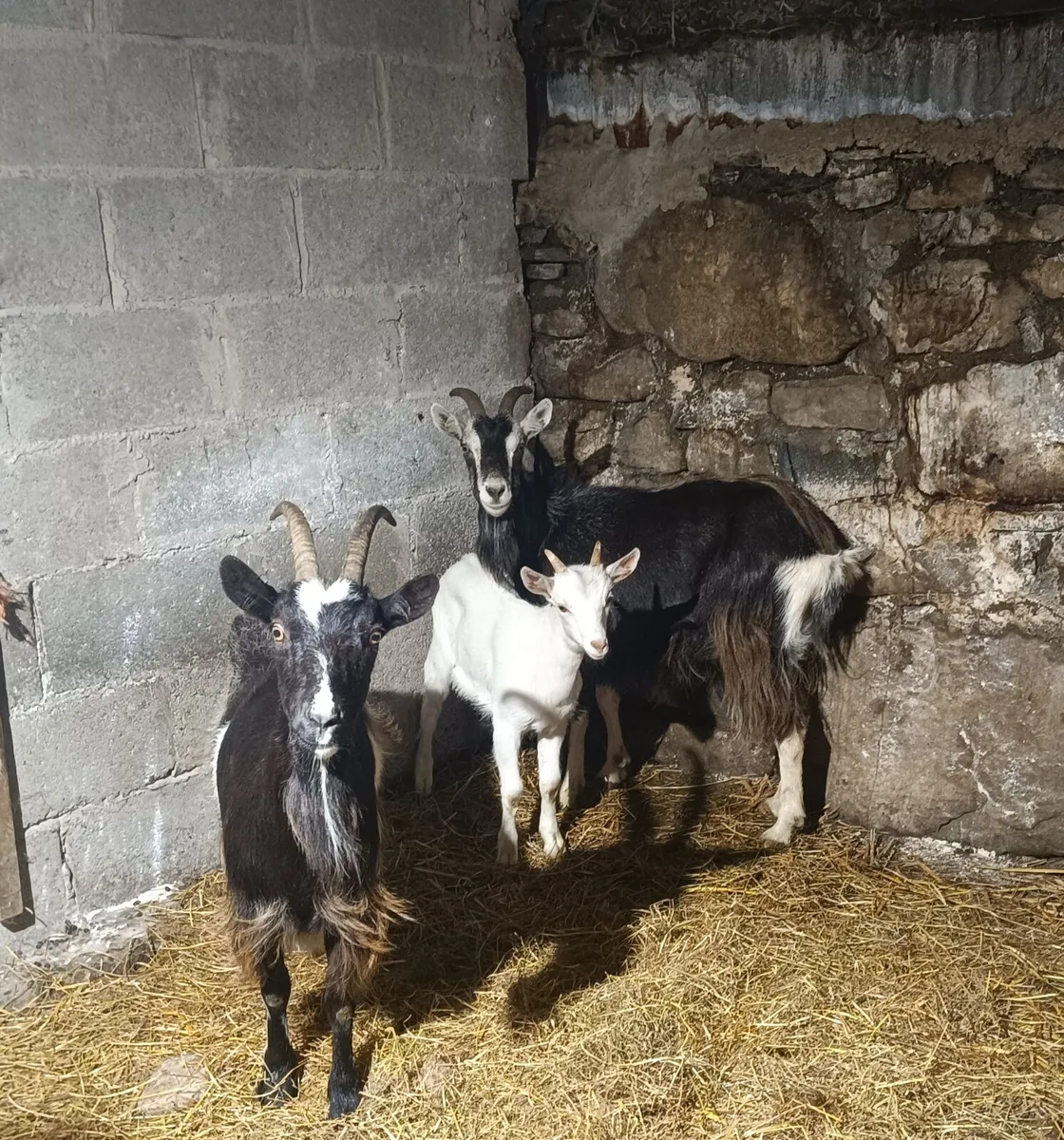 irish goats - Image 1
