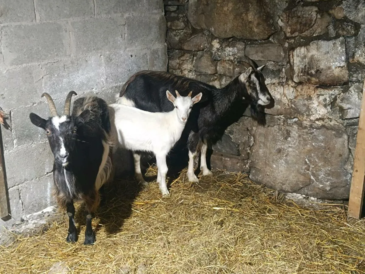 irish goats - Image 2