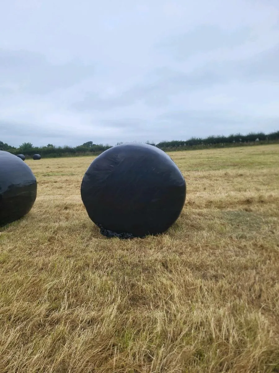 Silage - Image 1