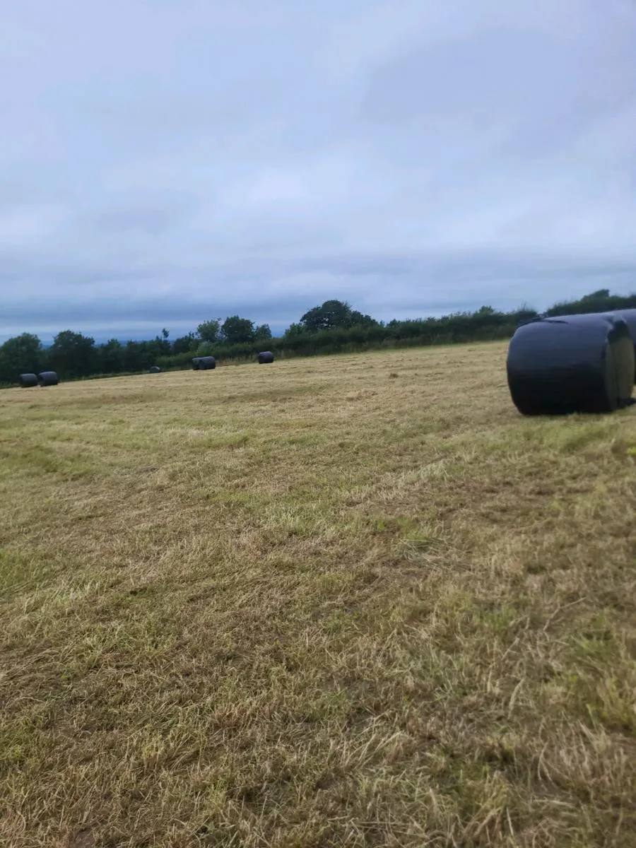 Silage - Image 2
