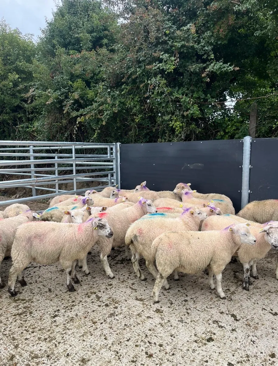 30 super super store lambs for sale - Image 1