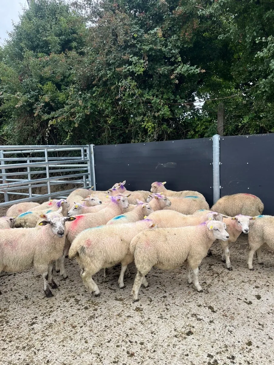 30 super super store lambs for sale - Image 2