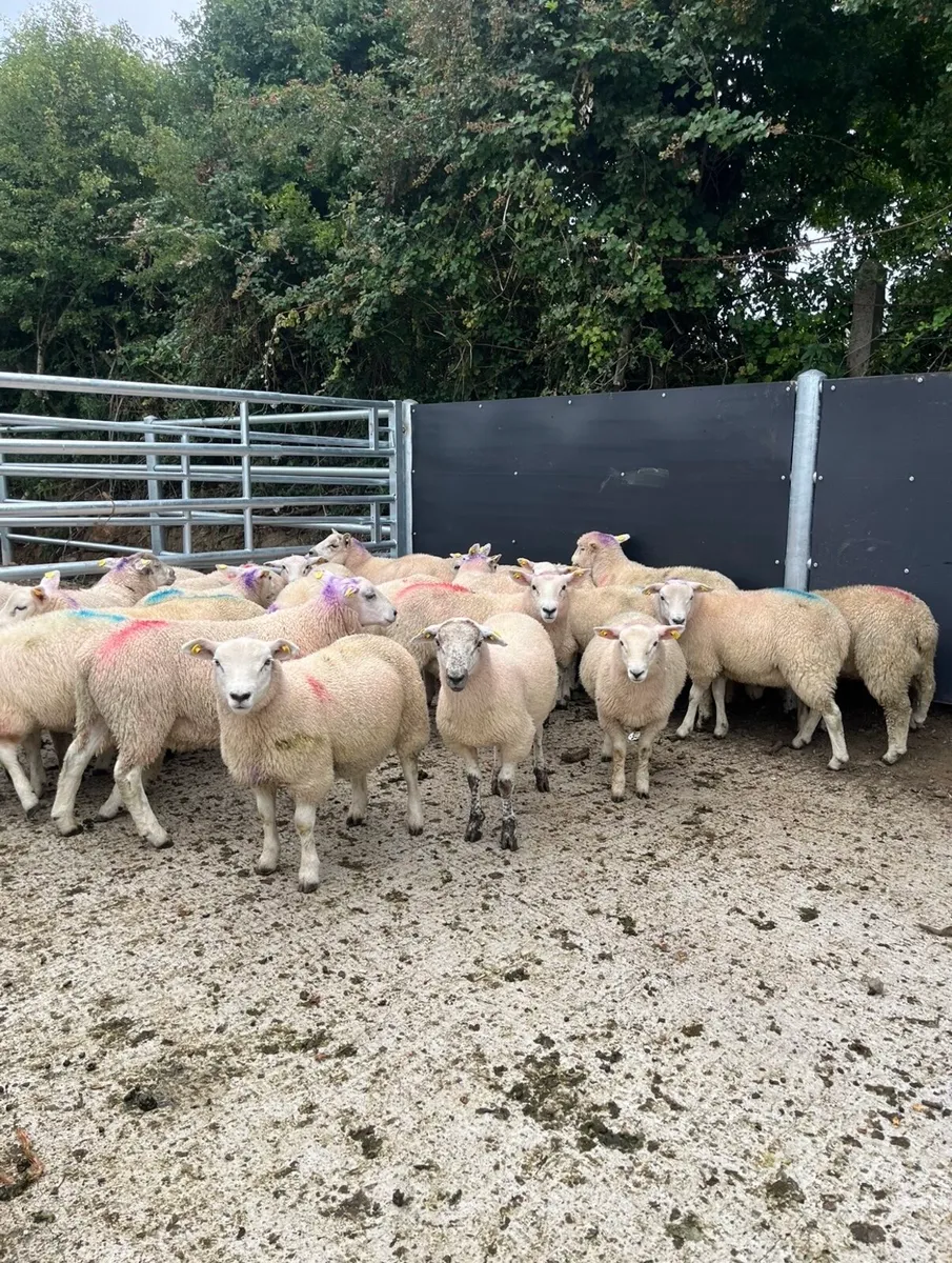30 super super store lambs for sale - Image 3