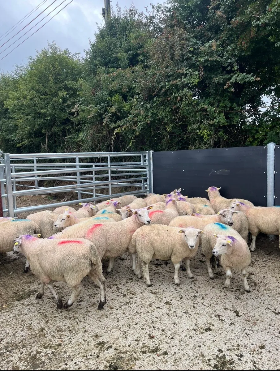 30 super super store lambs for sale - Image 4
