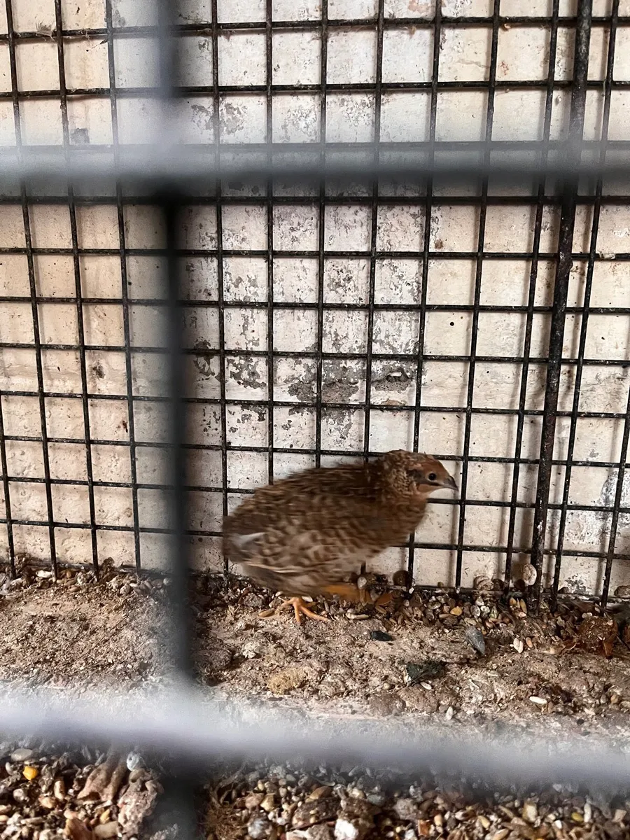 Quails - Image 2
