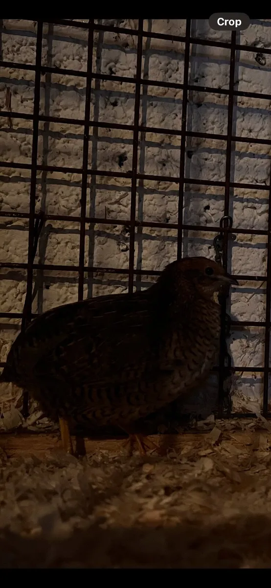 Quails - Image 3