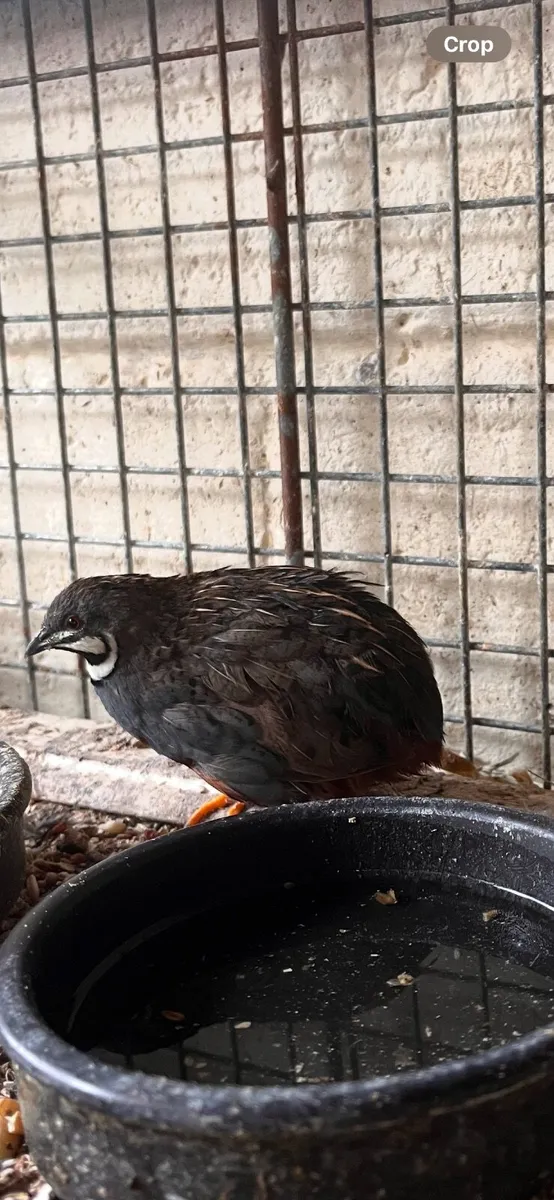 Quails - Image 1