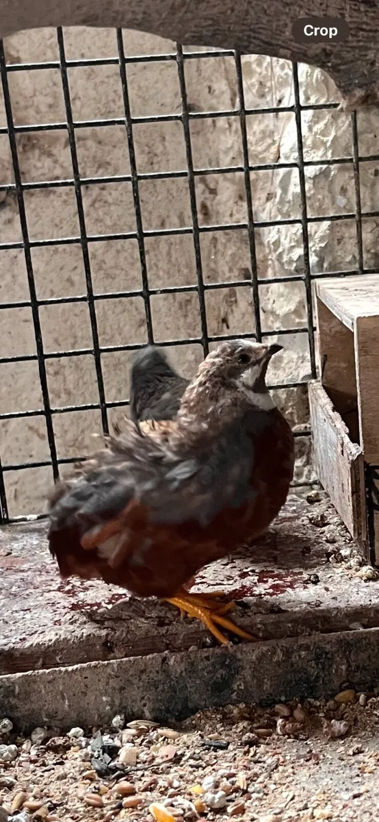 Quails - Image 4