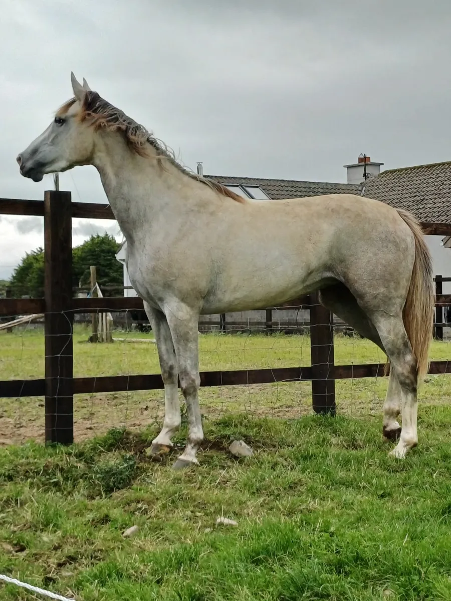 3 yr old filly - Image 1