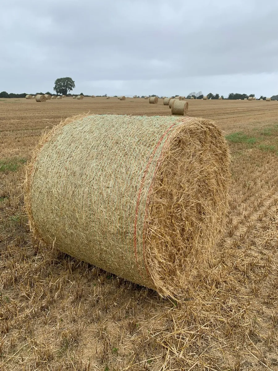 Golden barley straw for sale - Image 1