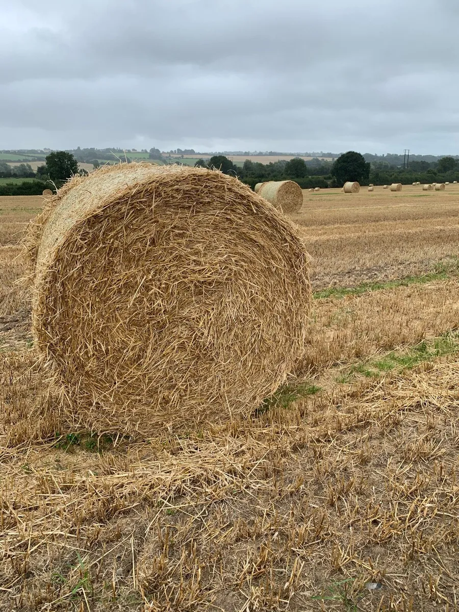Golden barley straw for sale - Image 2