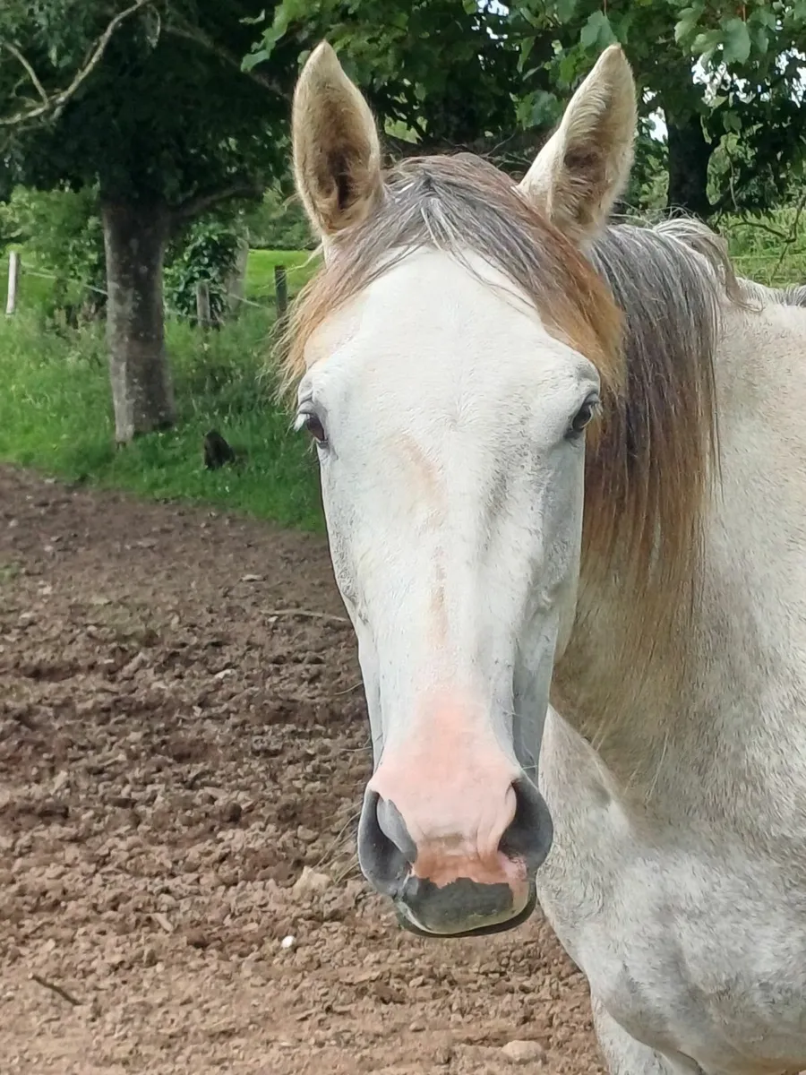 3 yr old filly - Image 2