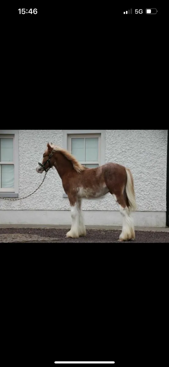 Coloured Cob - Image 2