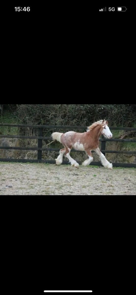 Coloured Cob - Image 3