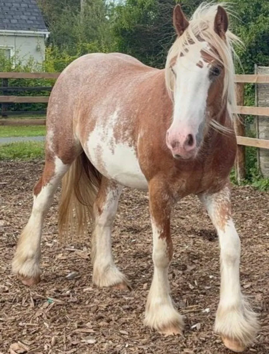 Coloured Cob - Image 4