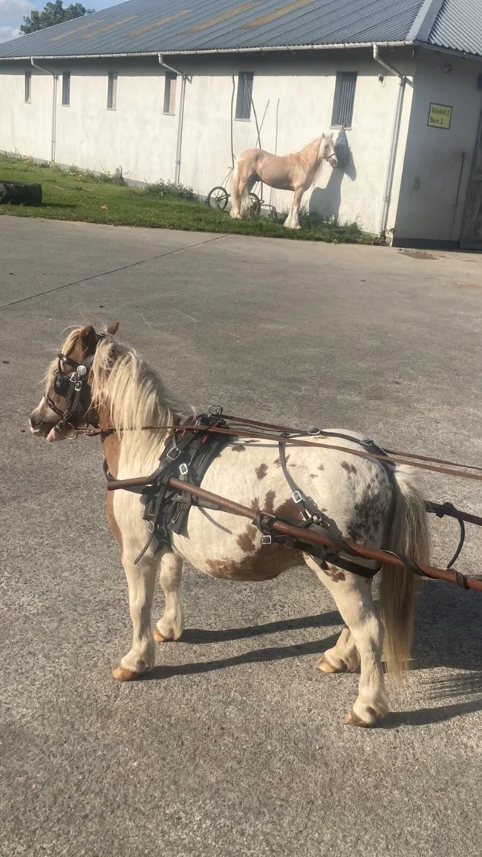 Shetland Pony/Cart/Harness - Image 1