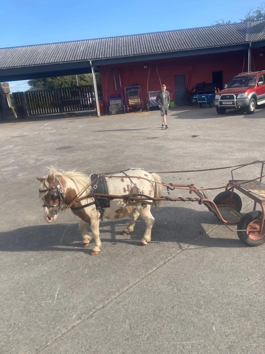 Shetland Pony/Cart/Harness - Image 2