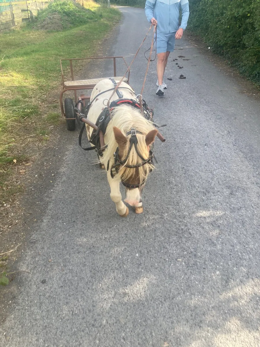 Shetland Pony/Cart/Harness - Image 3