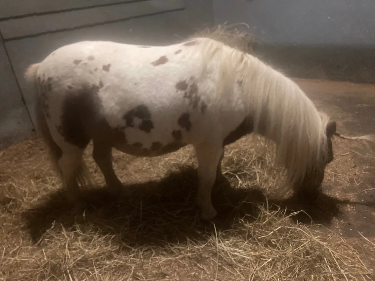 Shetland Pony/Cart/Harness - Image 4