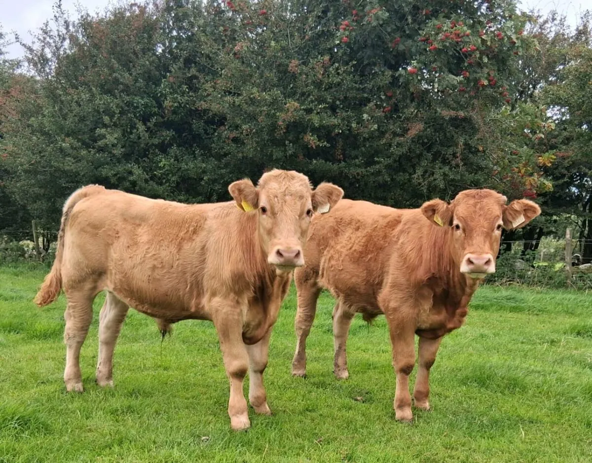 Limousin bullocks - Image 1