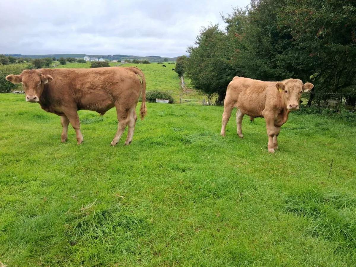 Limousin bullocks - Image 2