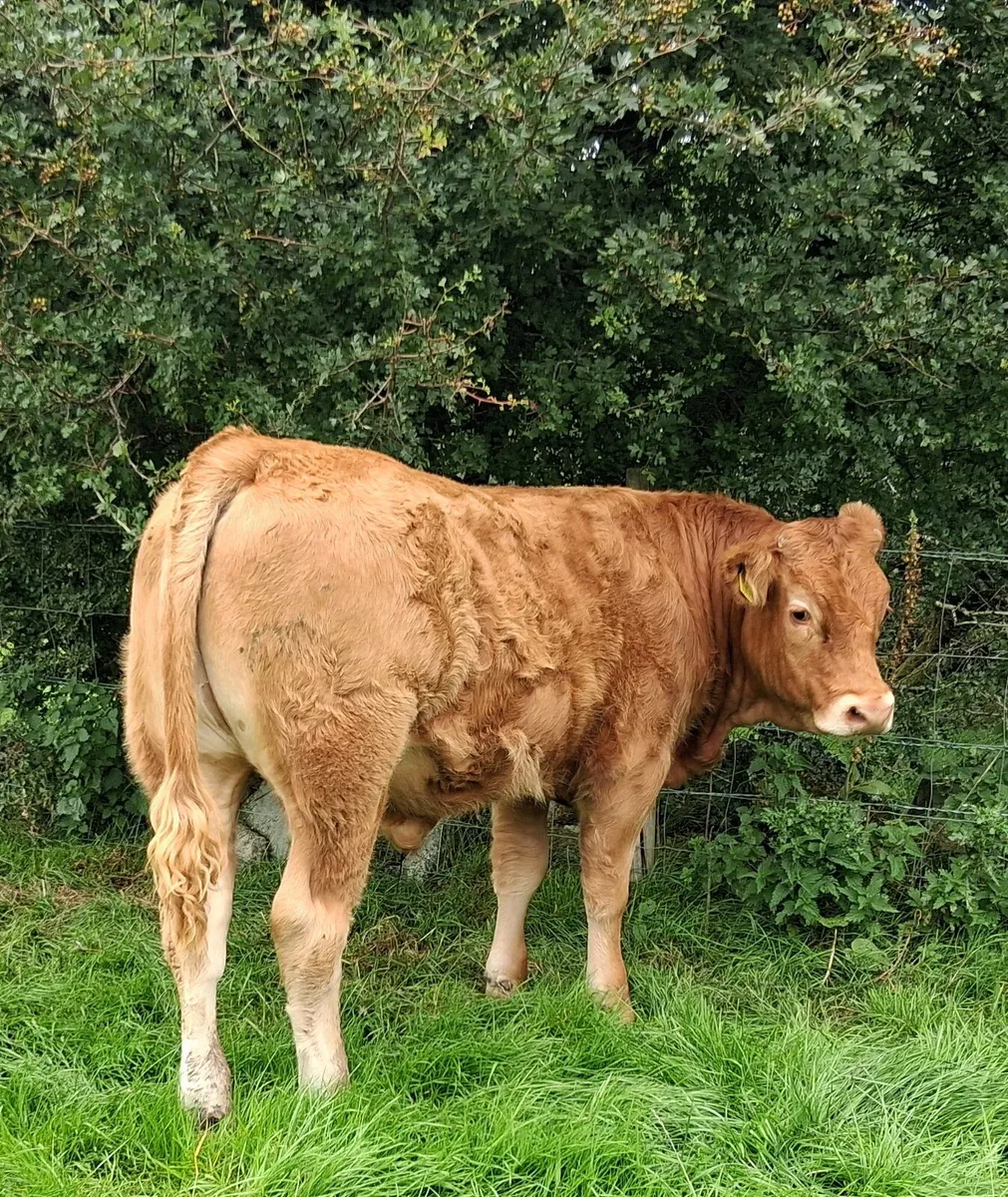 Limousin bullocks - Image 3