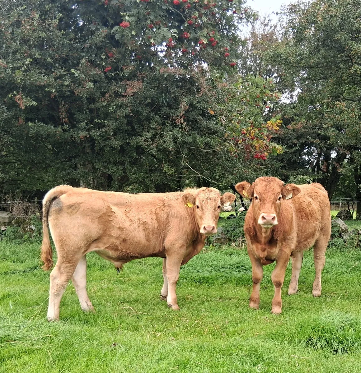 Limousin bullocks - Image 4