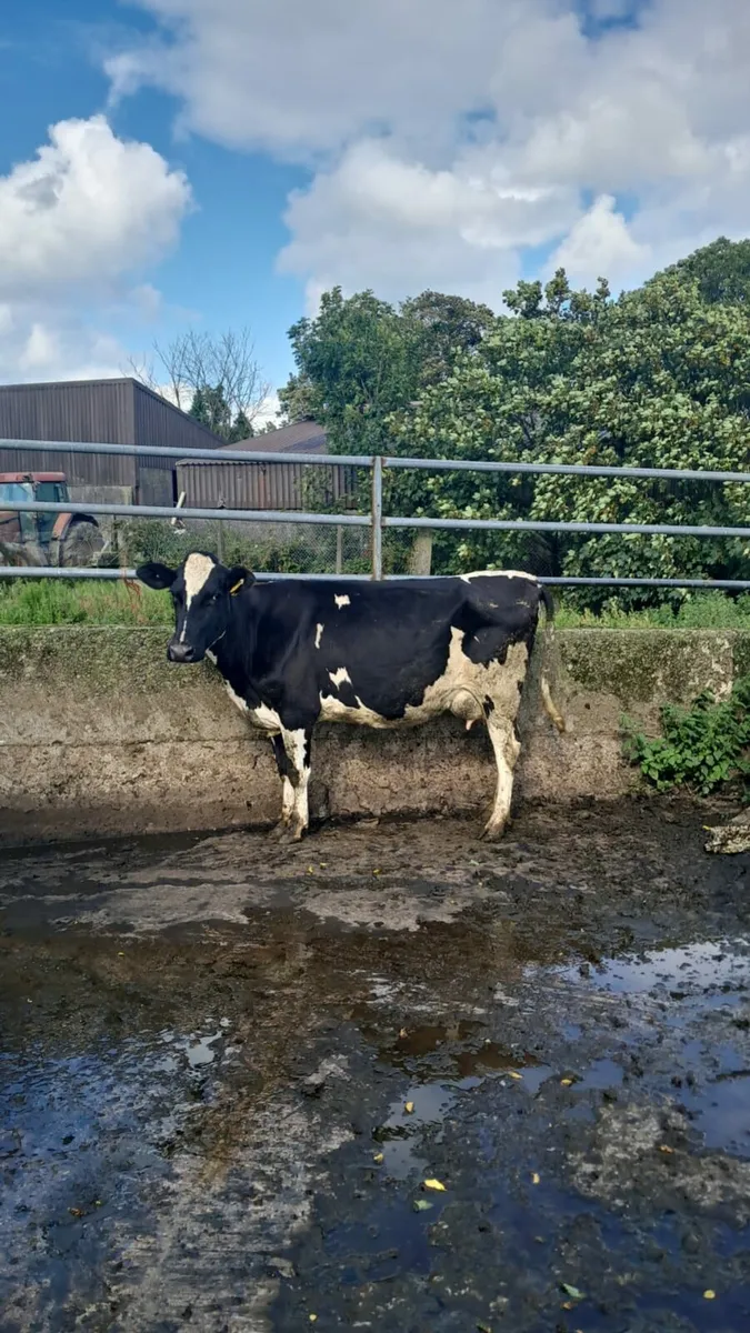 Cow