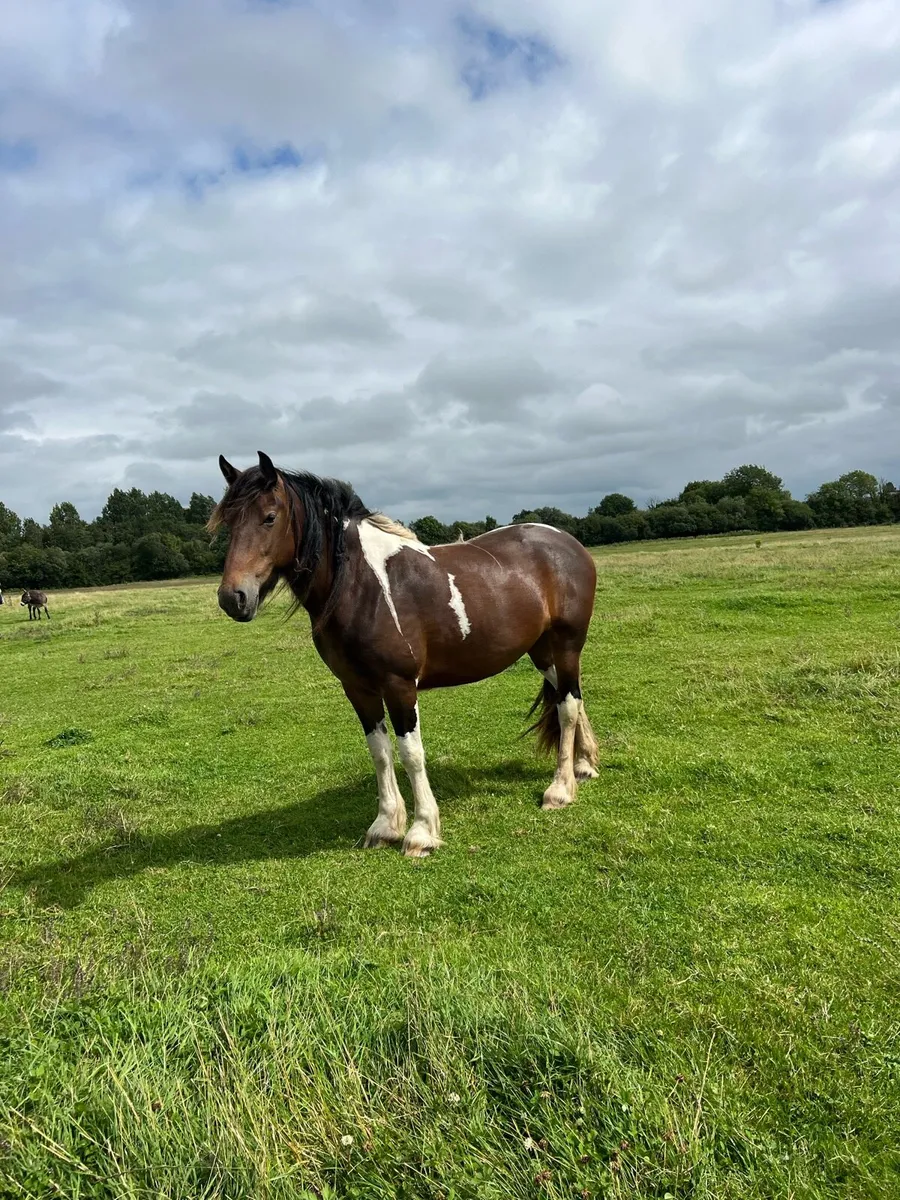 4 yo filly - Image 1