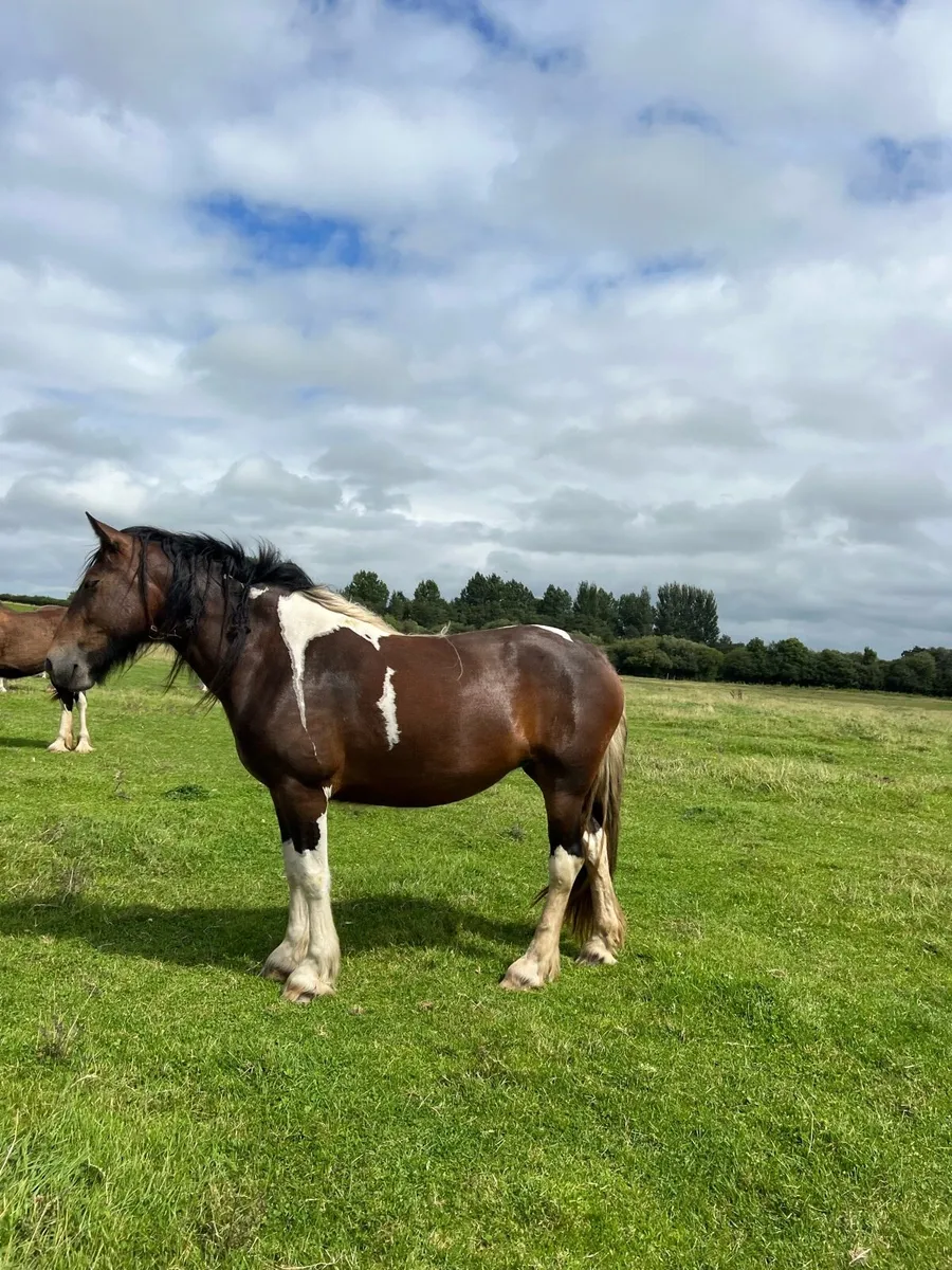 4 yo filly - Image 2