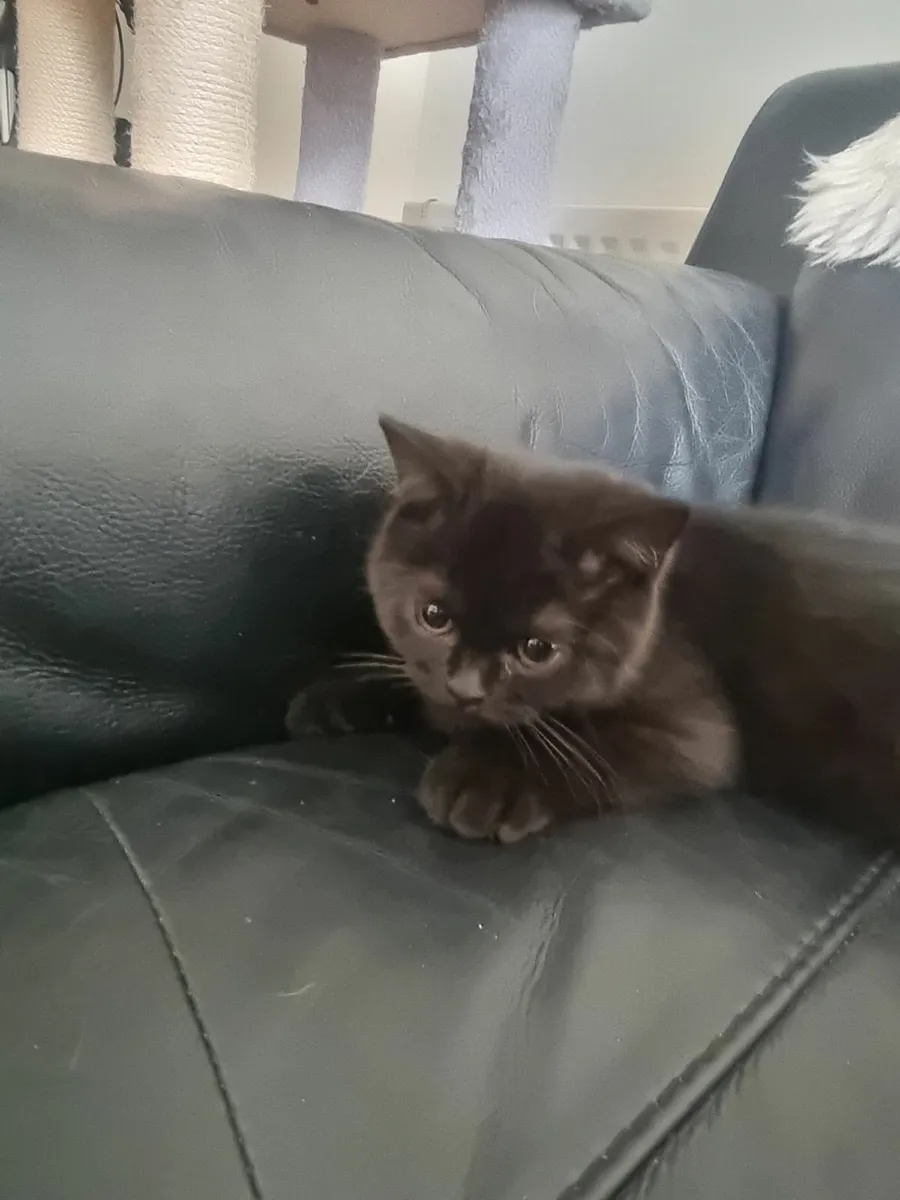 British shorthair kittens - Image 1