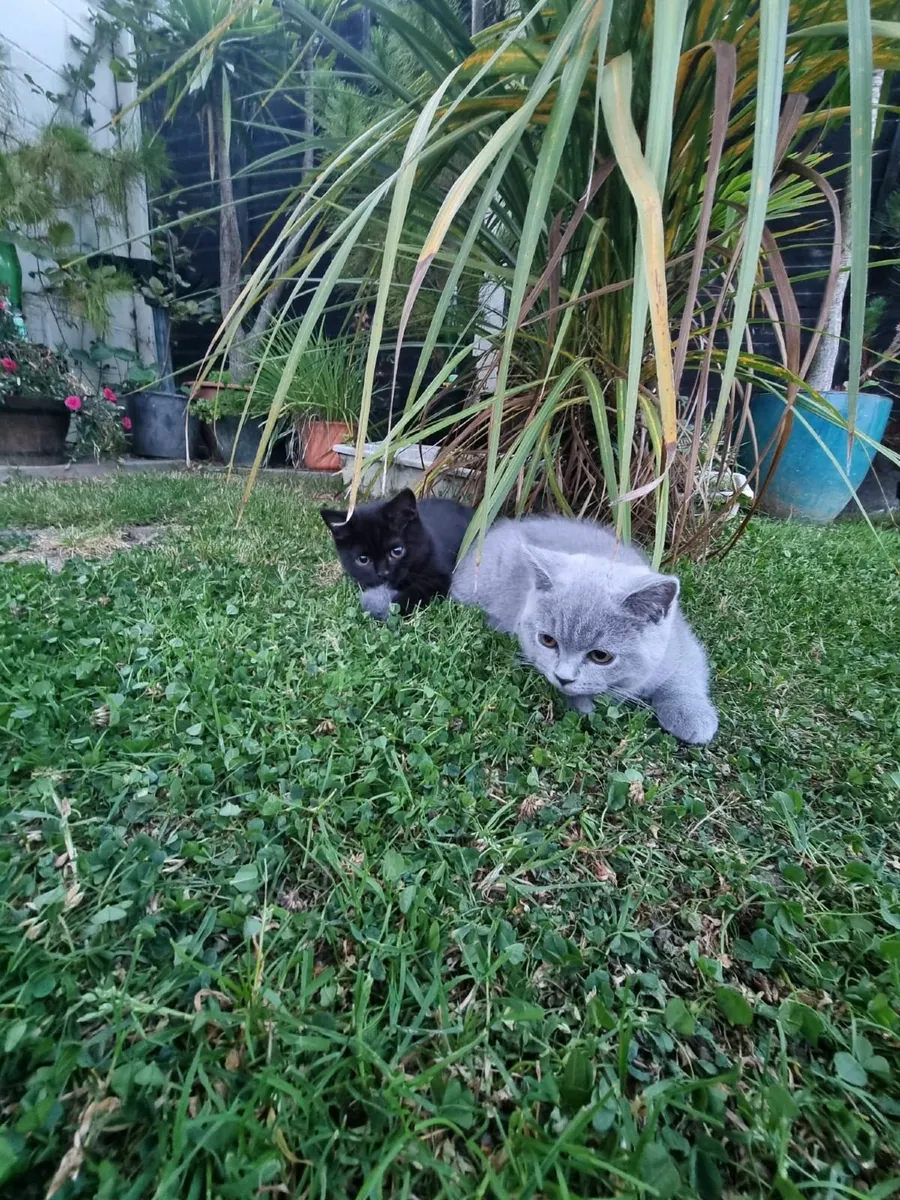 British shorthair kittens - Image 3