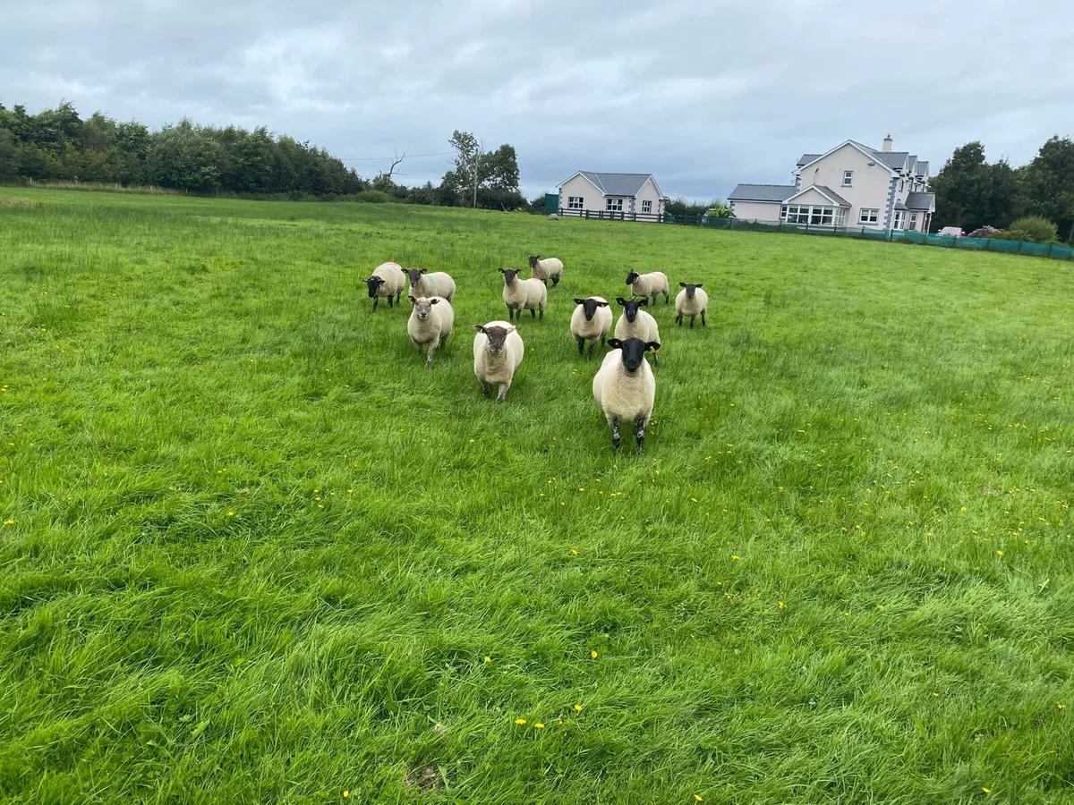 Sheep - Image 4