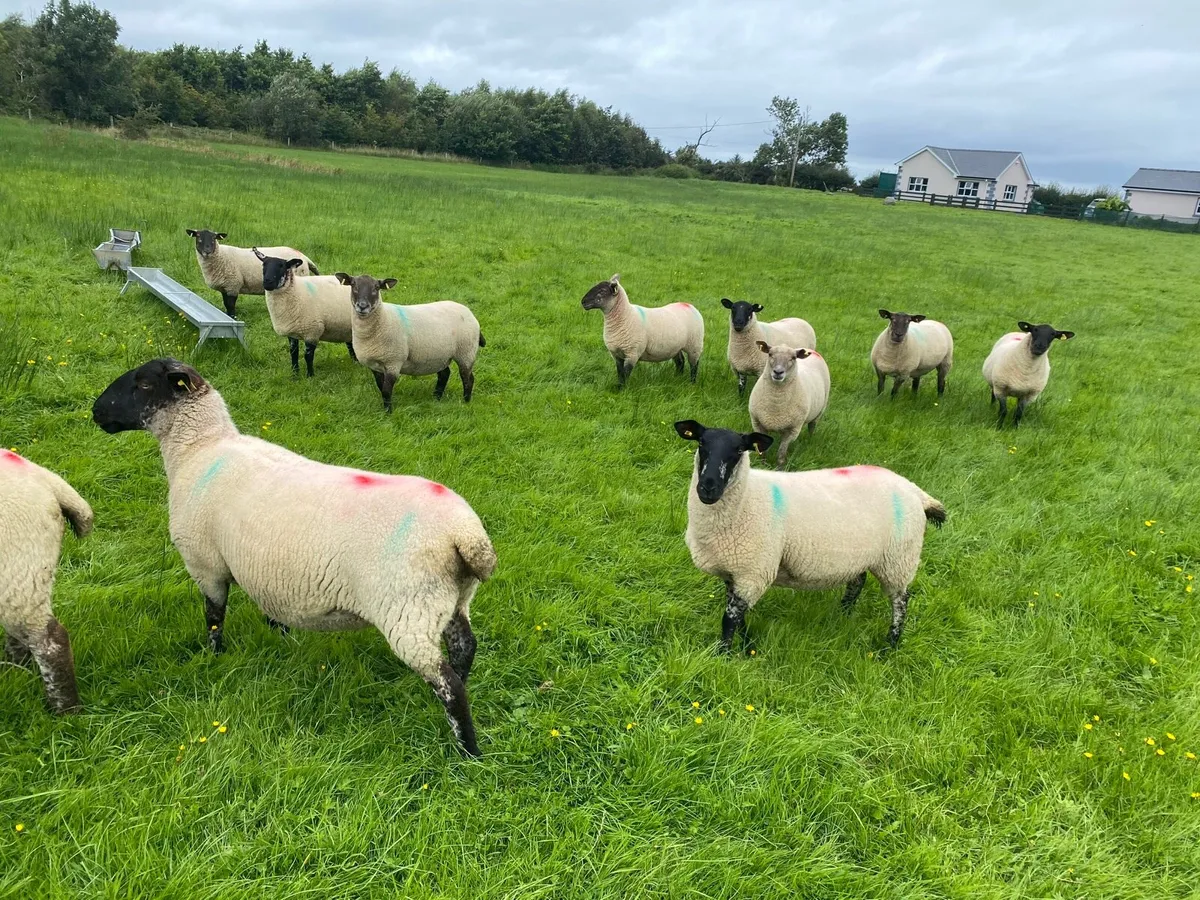 Sheep - Image 1