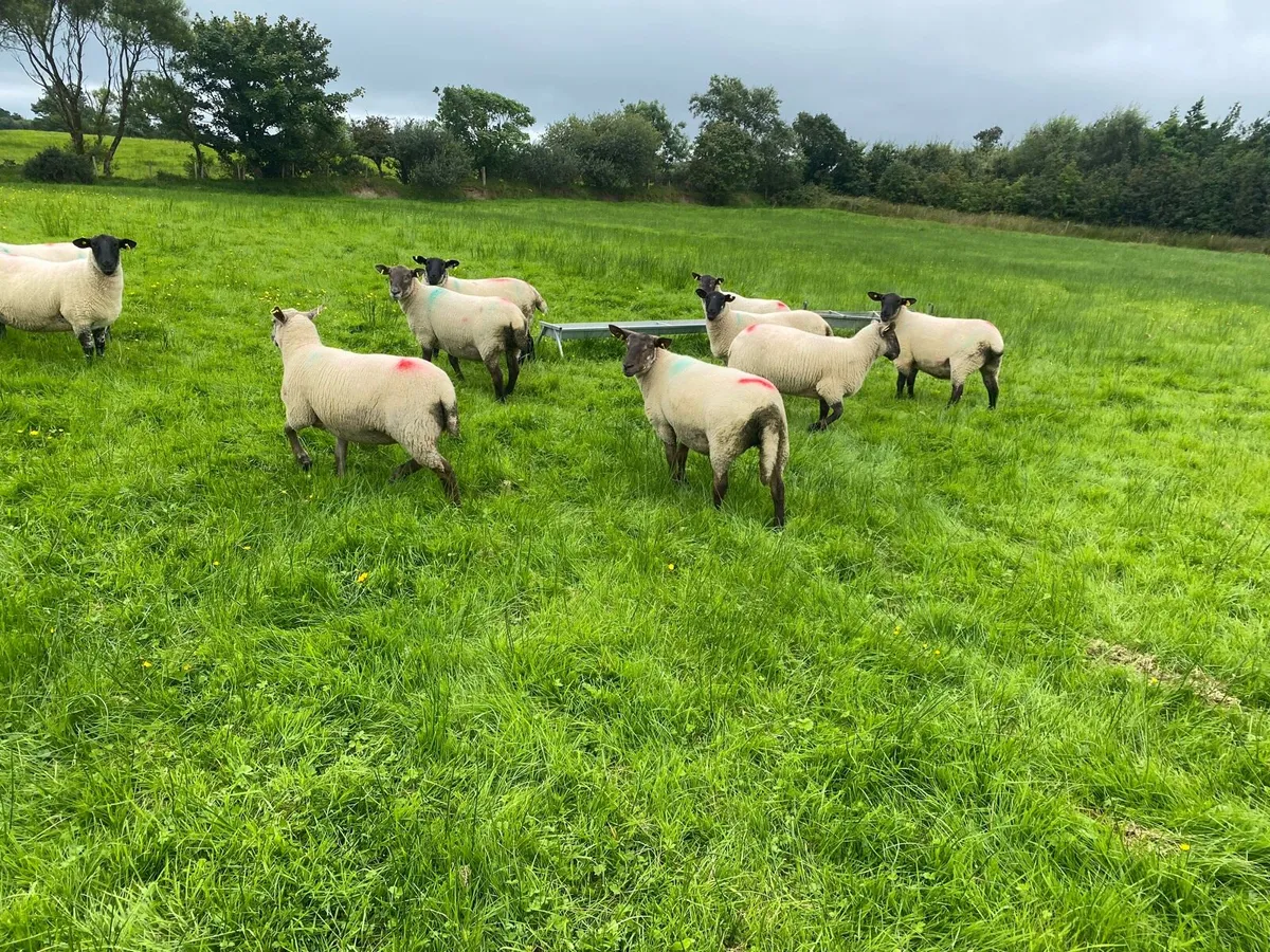 Sheep - Image 3