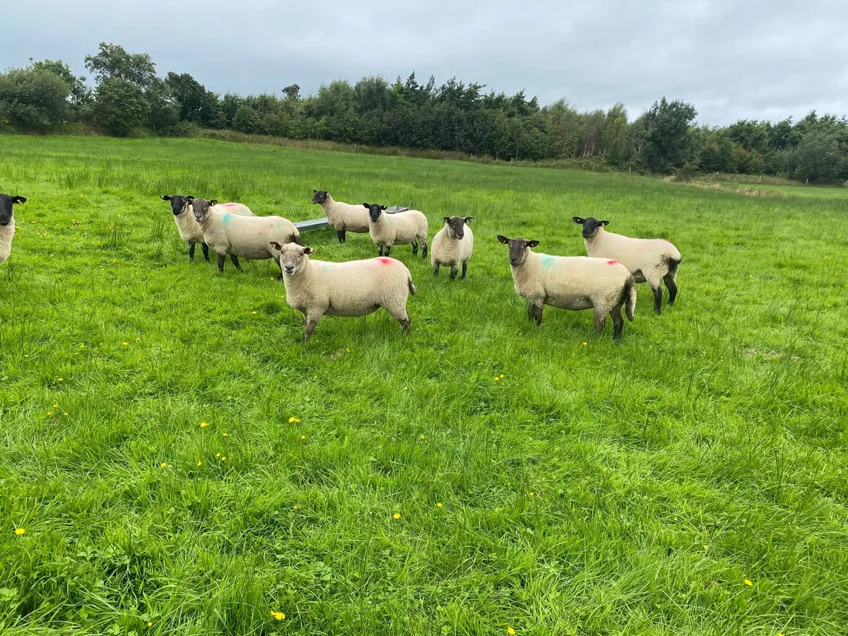 Sheep - Image 2
