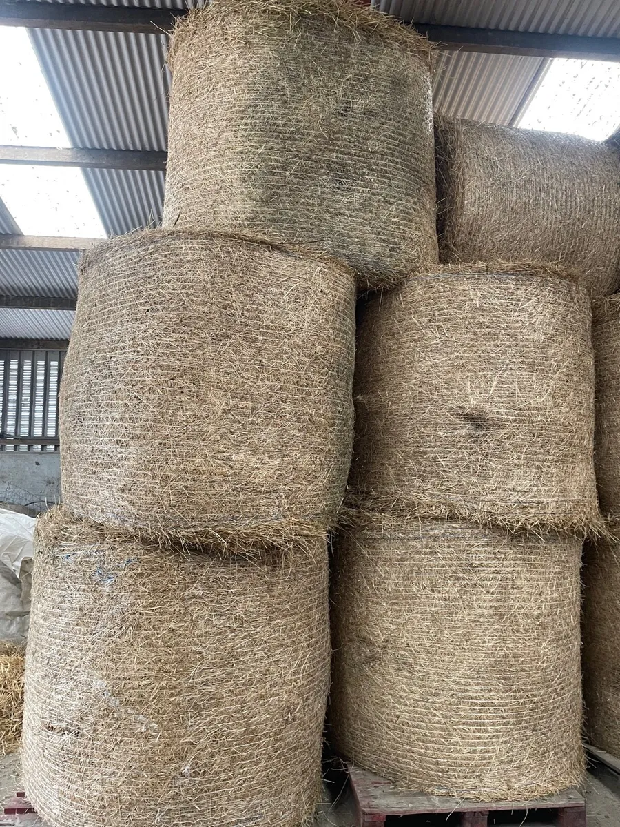 Hay - Image 2